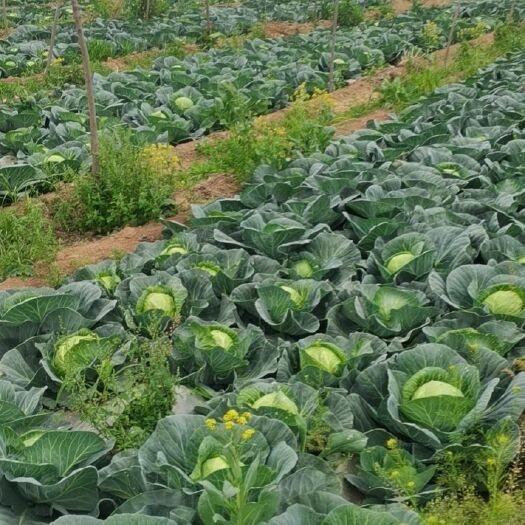 安阳 甘蓝包菜
