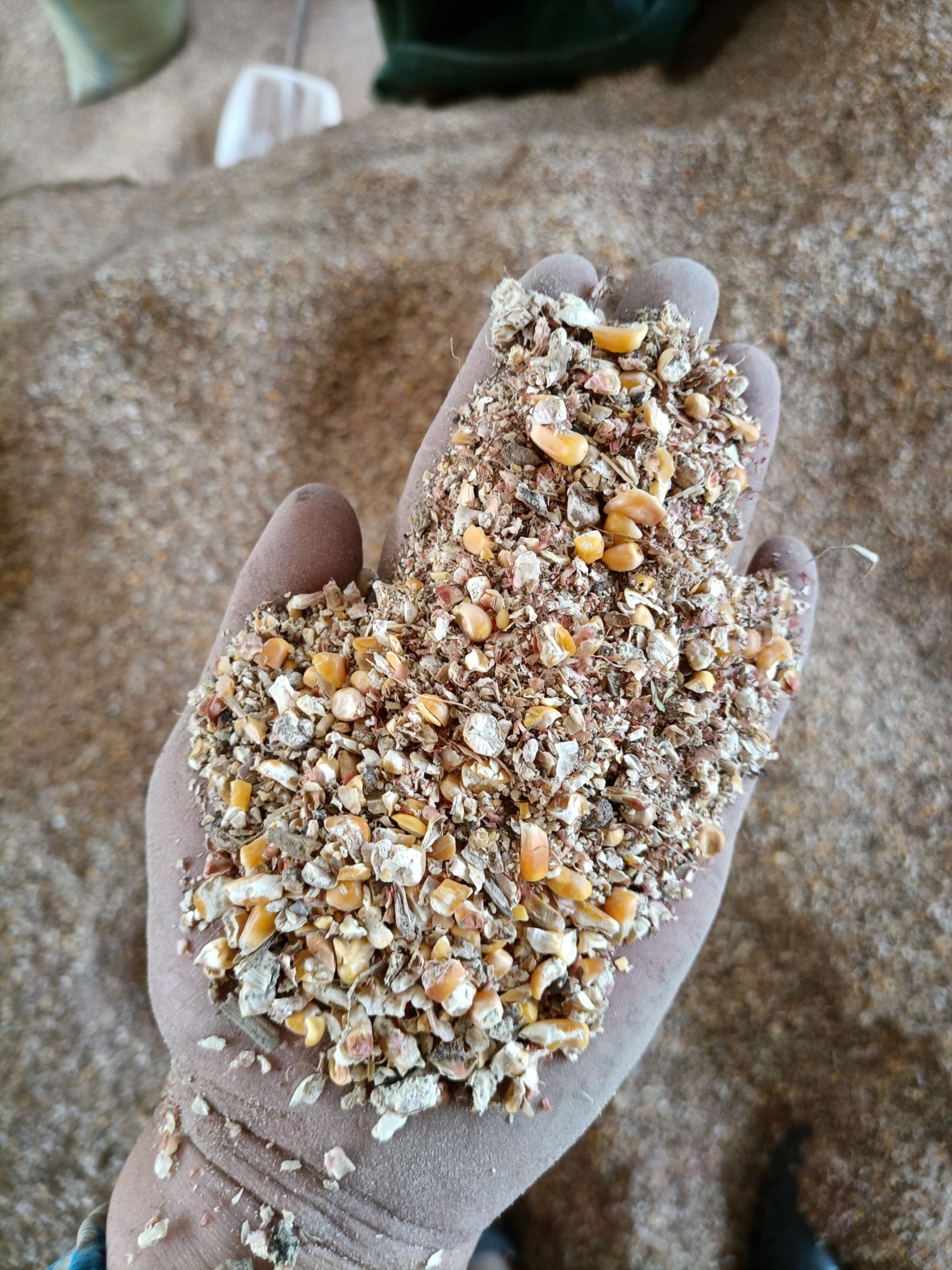 干玉米 玉米下脚料,玉米杂质,无土,无沙