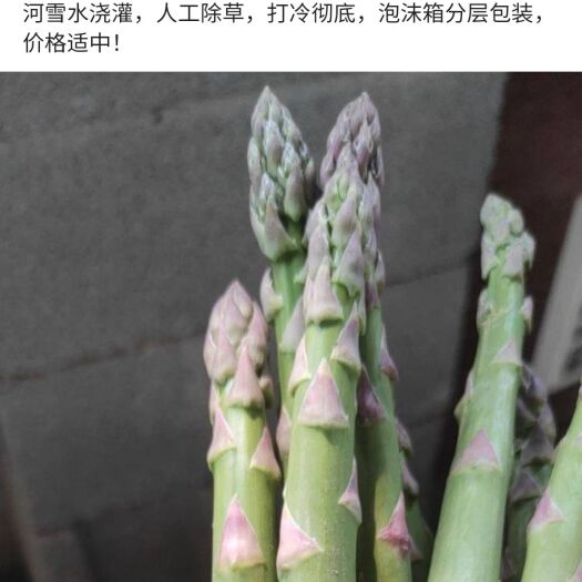 郓城县大笋绿芦笋