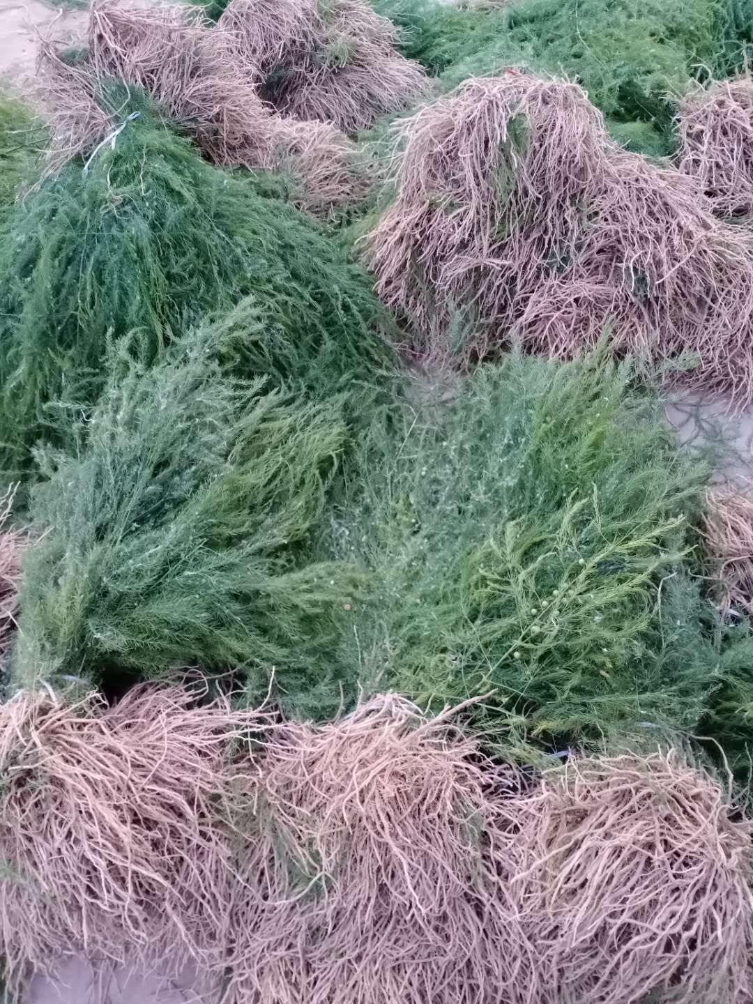 芦笋根  绿芦笋种苗基地批发 芦笋种苗基地批发