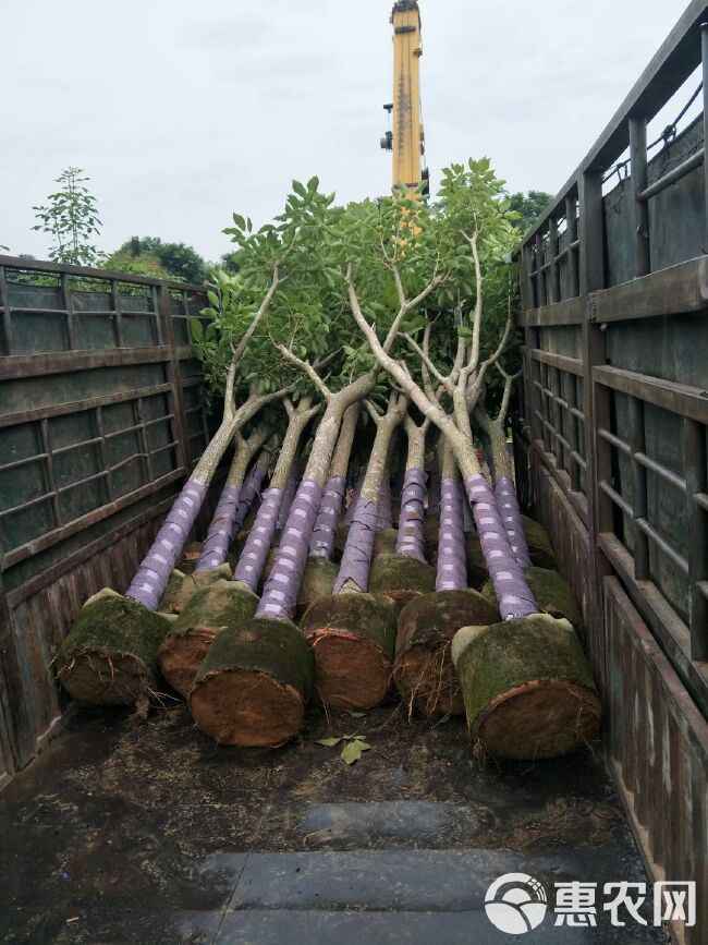 紫花风铃木  红花风铃木（洋红风铃木）骨架袋苗 移植成活率高