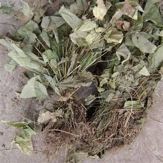 紫阳县淫羊藿