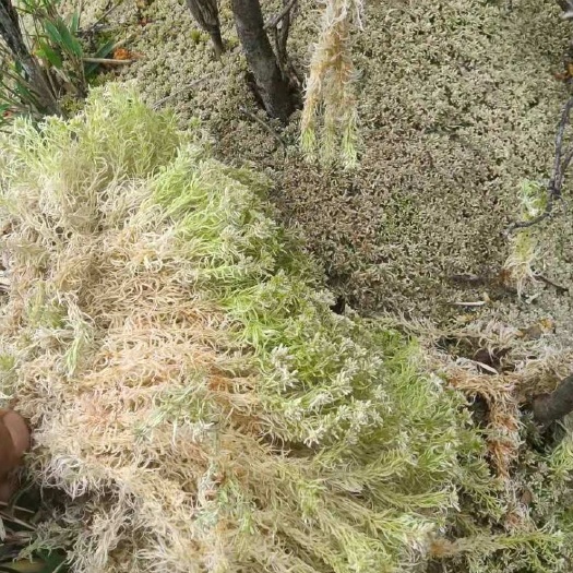 冕宁县水苔公花