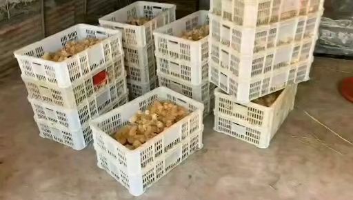 三黄鸡苗  土鸡苗 公 全国发货黄土鸡苗一日龄鸡苗一手货源孵
