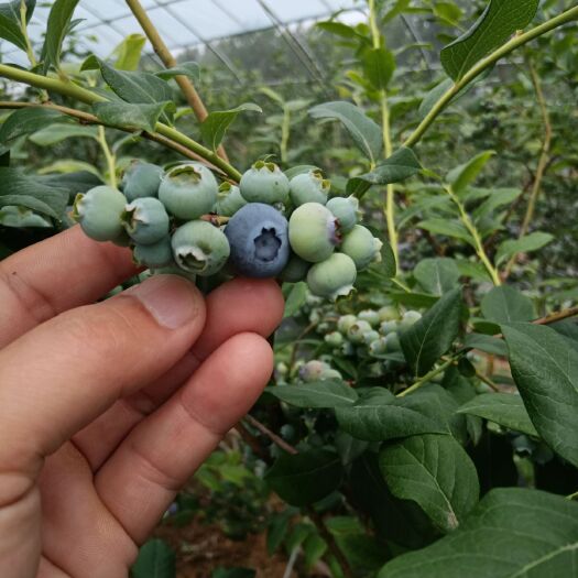 蓝丰蓝莓 鲜果预售口感酸甜，欢迎各位老板订货