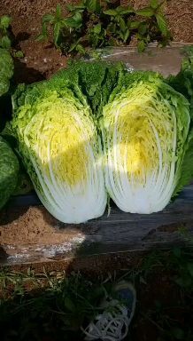 鹿邑县精品黄心大白菜，新鲜上市！价格优惠