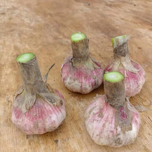 金乡县大蒜 新蒜库外蒜质优价廉