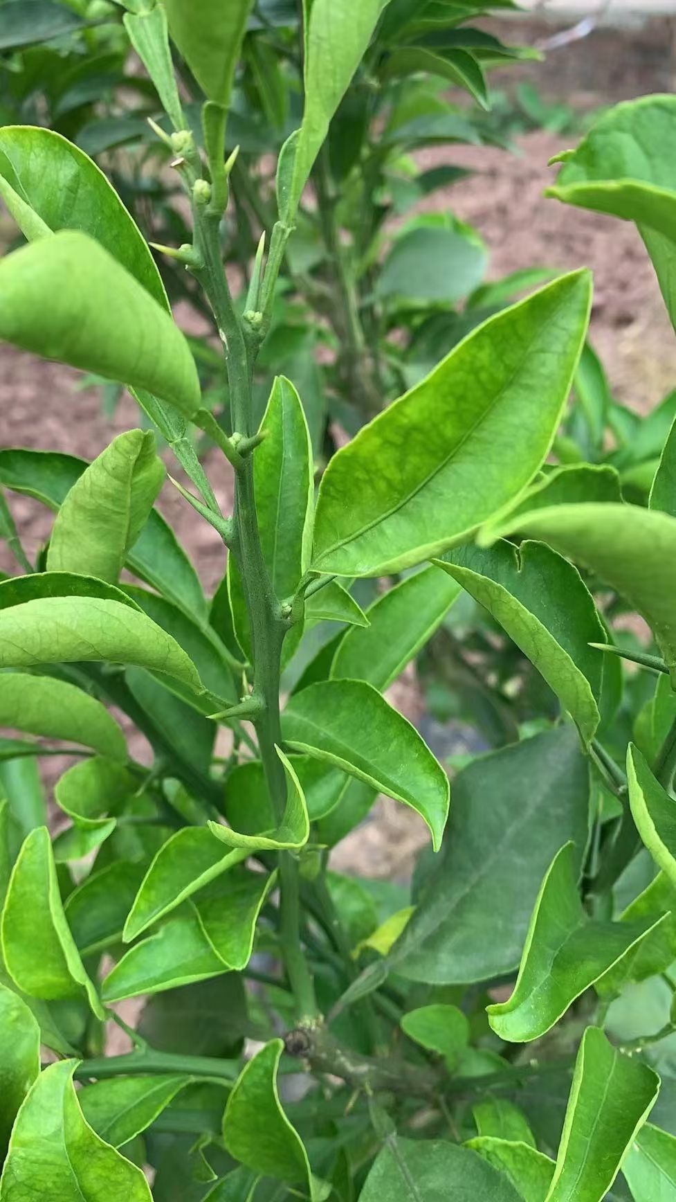 柑桔苗  新品种爱媛68黄美人，品种纯正，丫盘好。自然存放能