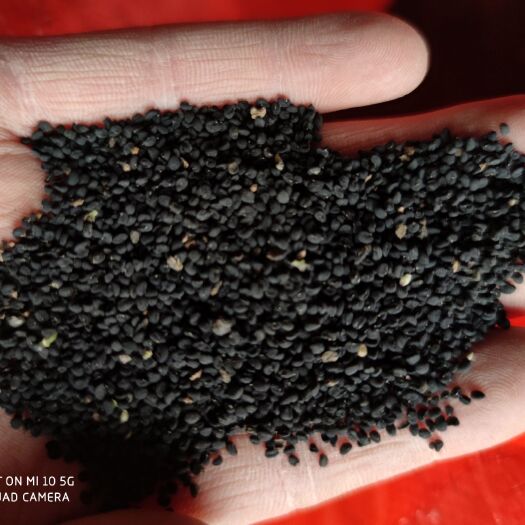 陇西县甘肃精品黄芩种子，当年产新种子，发芽率高，产地批发价供应，