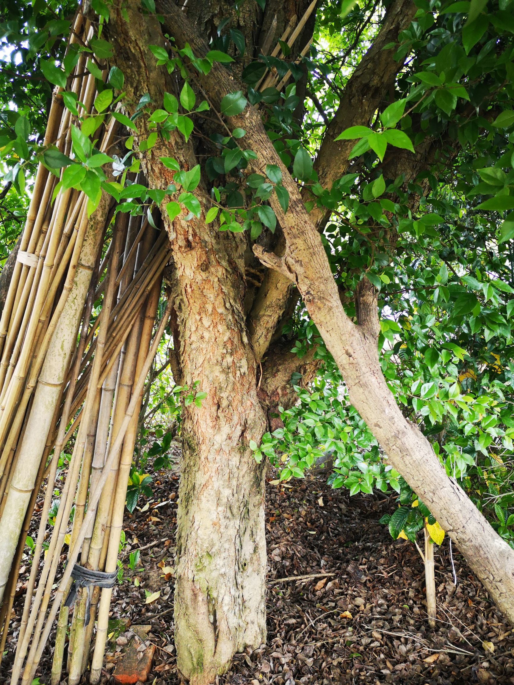 柞子树 刺冬青 柞树