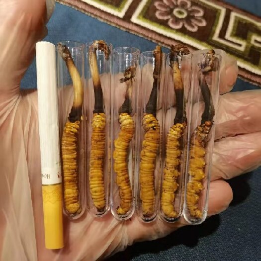 香格里拉 正宗高原虫草
