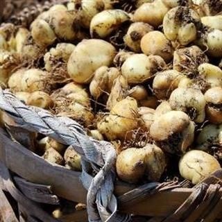 利川市 现挖优质贝母
