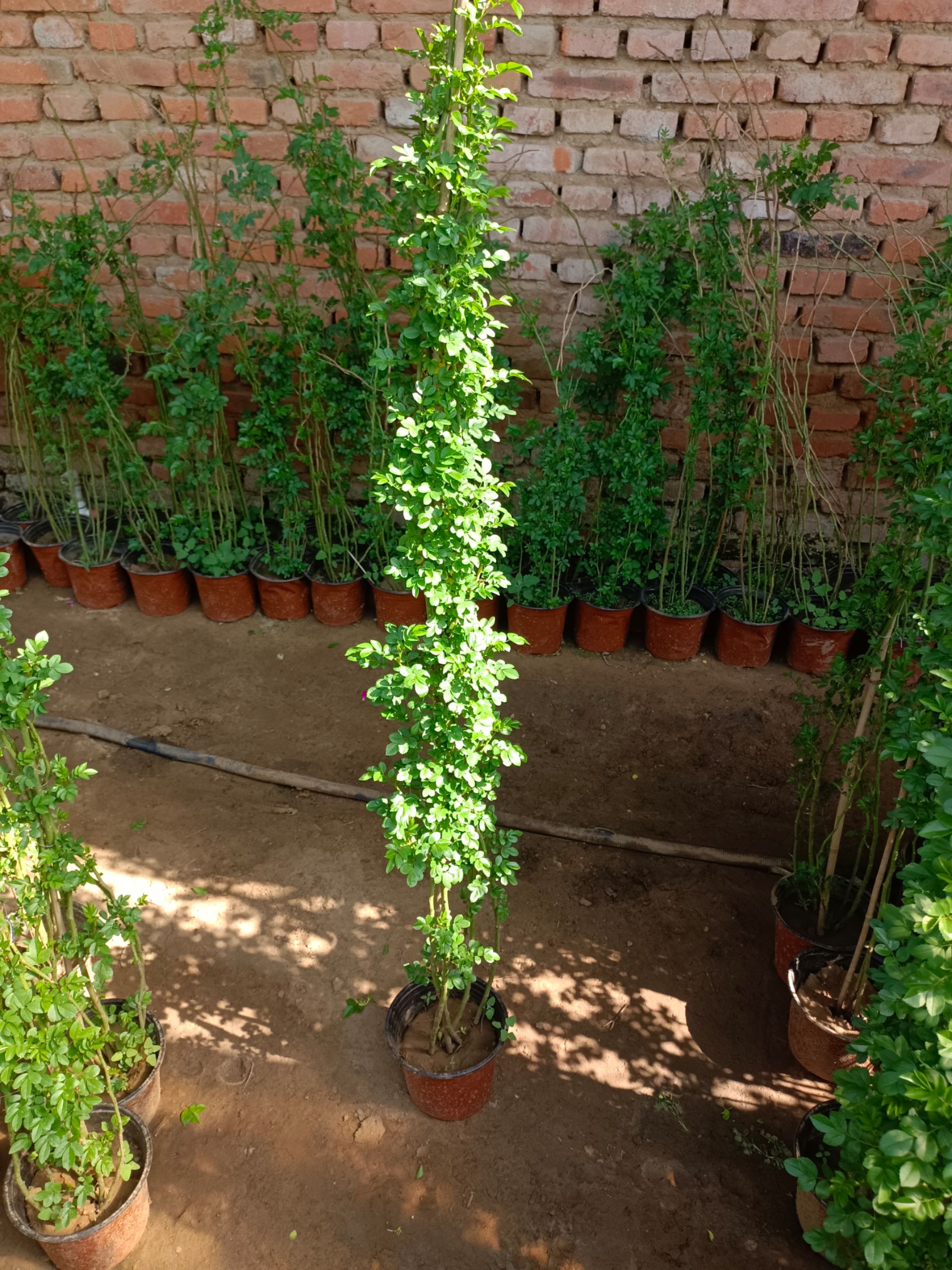 红花蔷薇 蔷薇种植基地大量出售120~160厘米的绿化蔷薇，价格优惠。