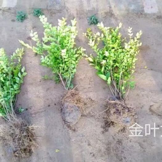 曲阳县金叶女贞