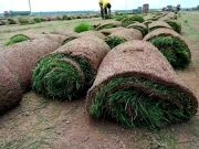 石家庄草地早熟禾  河北地被草坪四季青草坪草基地直供，量大优惠