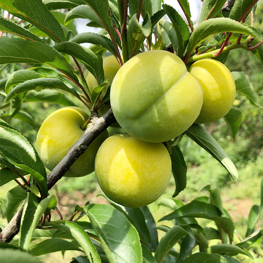 乐山【顺丰包邮】四川蜂糖李脆甜脱骨3斤/5斤精选现摘现发