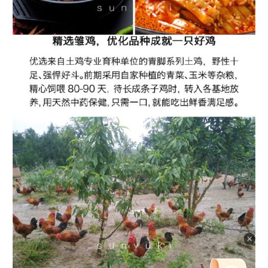 梓潼县川香土鸡，大山全程放养，食青菜，粮食长到180天左右