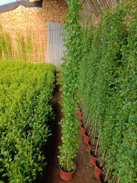海城市红花蔷薇 蔷薇种植基地大量出售120~160厘米的绿化蔷薇，价格优惠。