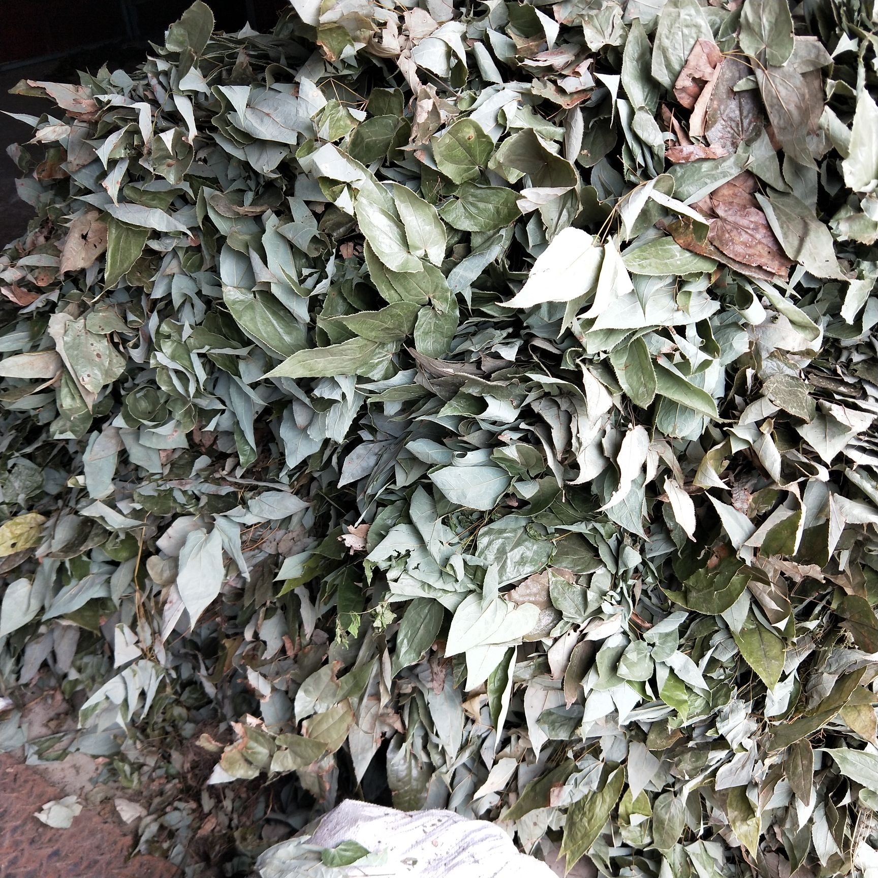 箭叶淫羊藿  淫阳霍贵州。，干货