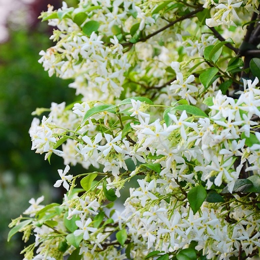 青州市四季开花白色风车茉莉爬藤植物络石藤盆栽苗全年常绿易养花有香味