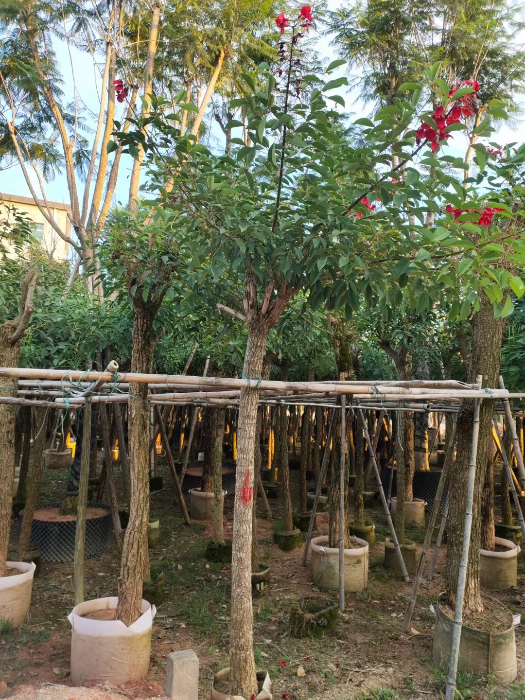  广东产地批发鸡冠刺桐米径：10-12-15-20公分假植苗