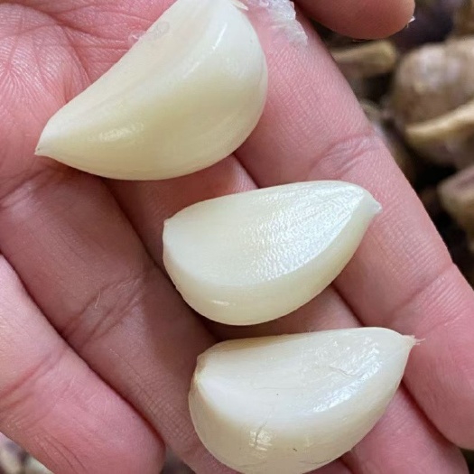砀山县红皮蒜  砀山自产自销紫皮大蒜