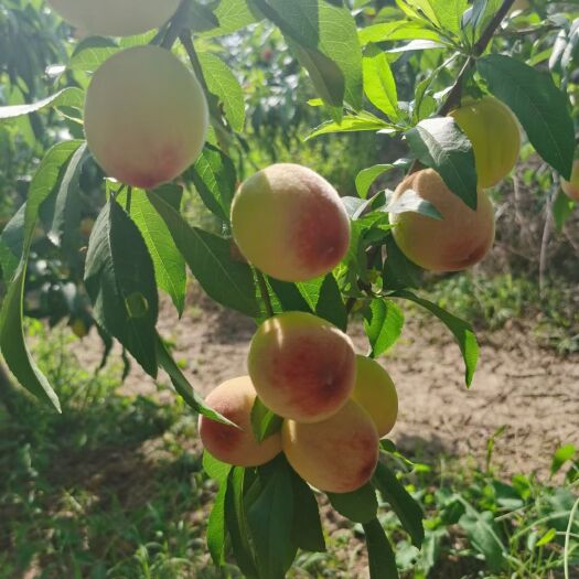 大荔县蜜桃 陕西省渭南市大荔县 三级果