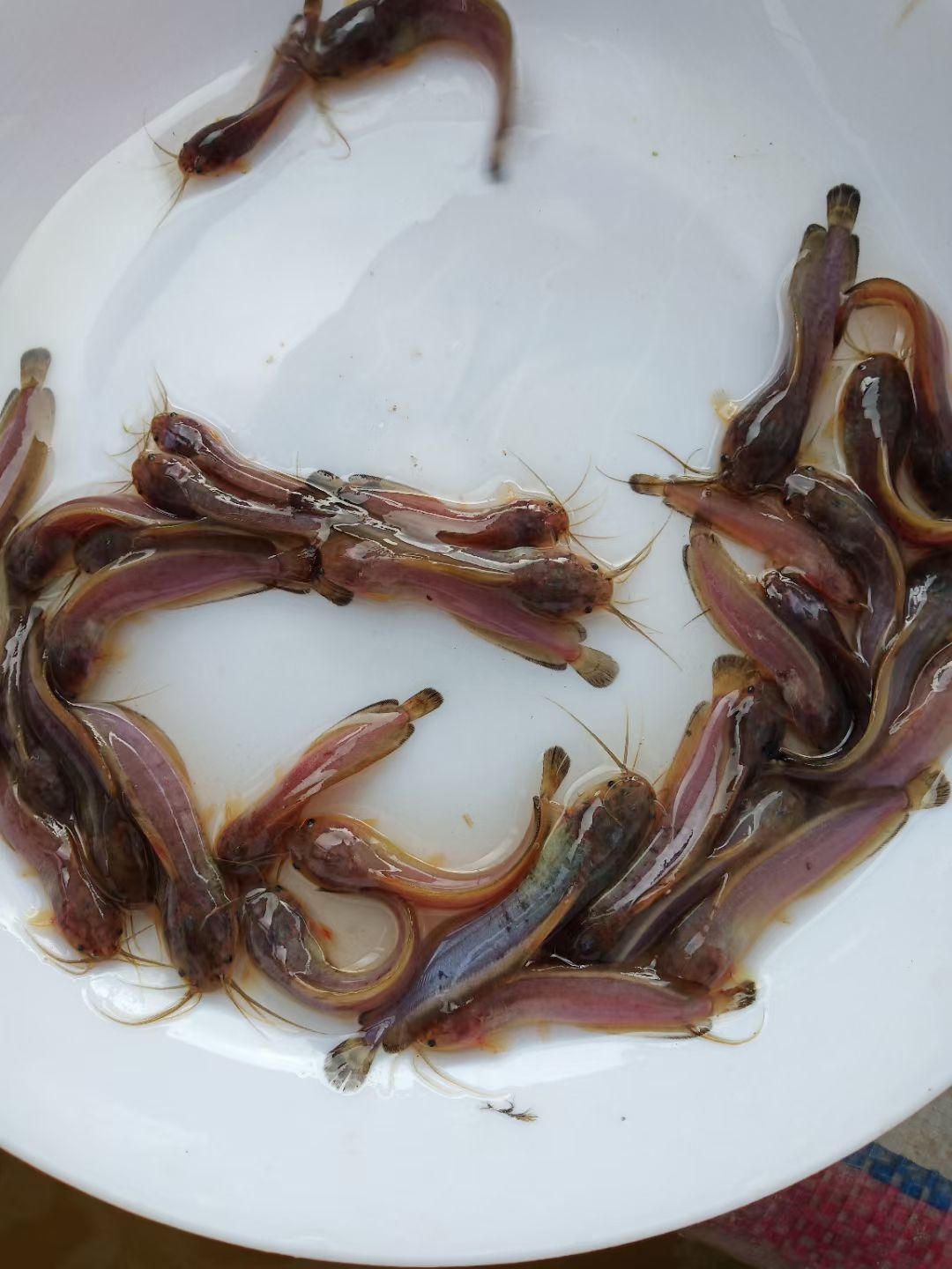 埃及塘鲺  塘鲺 埃及 三黄塘鲺 塘角鱼 高品质 易养殖