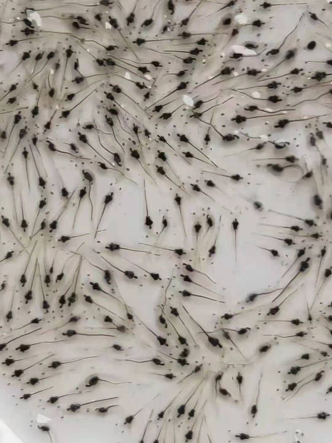 沙虾苗 基围虾苗