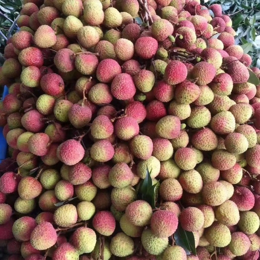 阳西县妃子笑荔枝  妃子笑