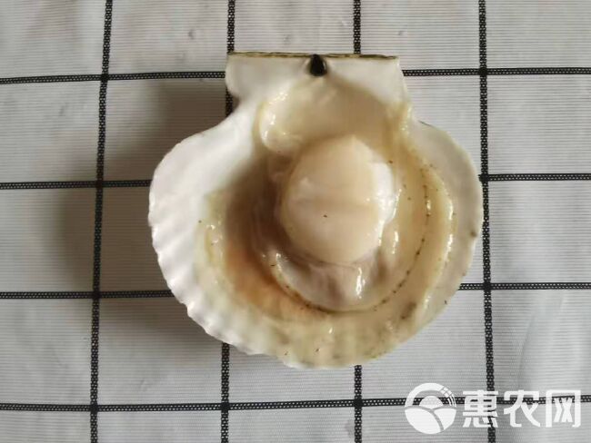 全壳虾夷扇贝