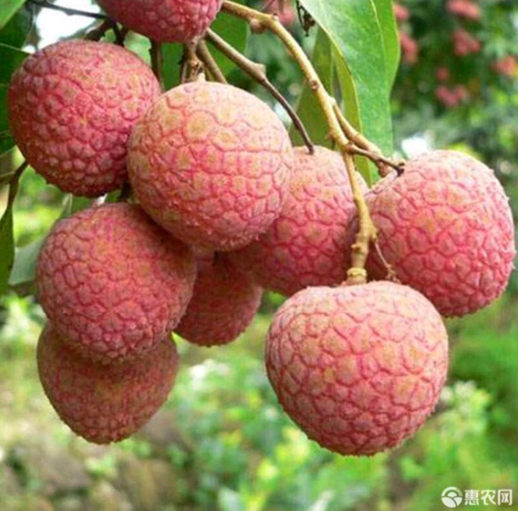 黑叶荔枝上市，（一件代发）高州贡园产地直供