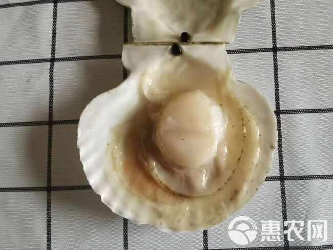 全壳虾夷扇贝