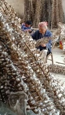 宾阳县桑蚕 