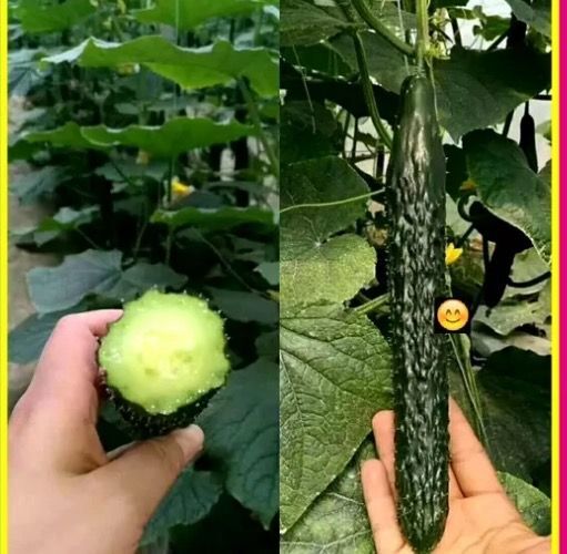 寿光市“绿润”强雌黄瓜种子，密刺油亮型黄瓜种子、早春越夏瓜条顺直。