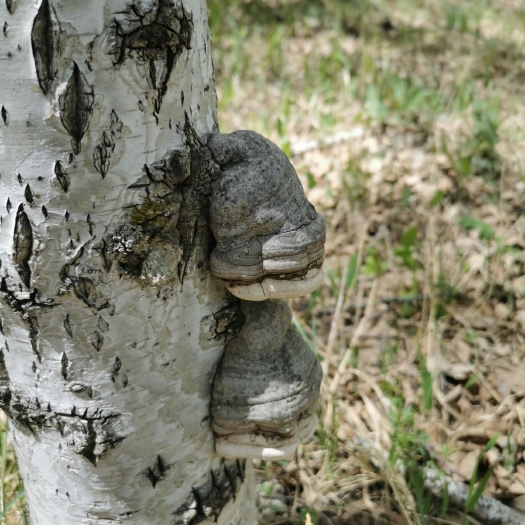 克什克腾白桦茸  山里桦树茸，