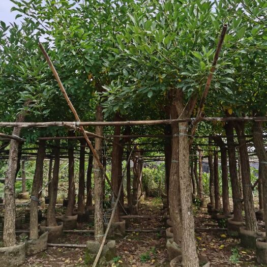 广东产地批发鸡冠刺桐米径：10-12-15-20公分假植苗