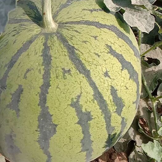 吐鲁番京欣西瓜 西瓜