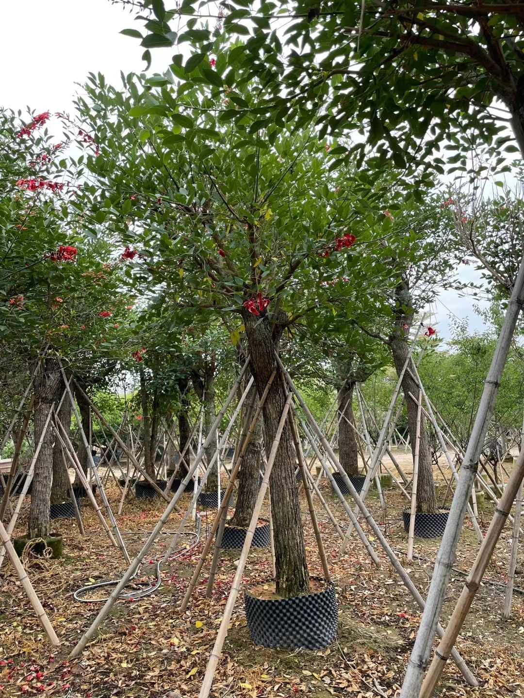  广东产地批发鸡冠刺桐米径：10-12-15-20公分假植苗