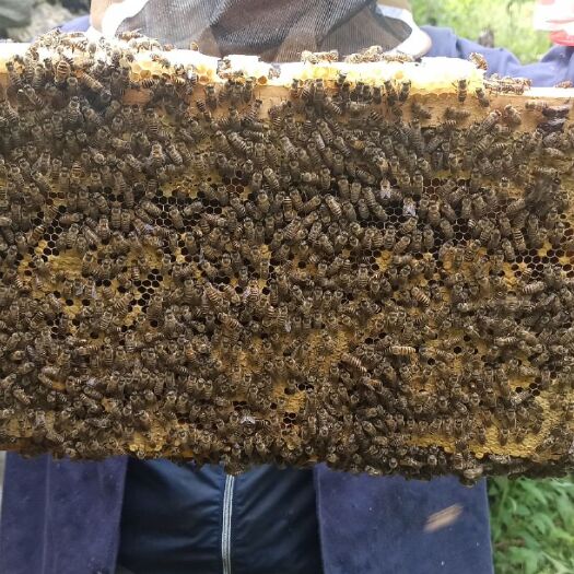 山阳县中华蜜蜂  蜜蜂低价批发，中蜜蜂，蜂王好，蜂群大，量大从优，可长期合作