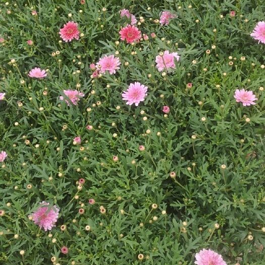 惠水县玛格丽特花 玛格莉特