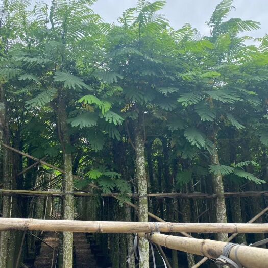  广东苗木种植基地供应：南洋楹 袋苗/假植苗 各种规格