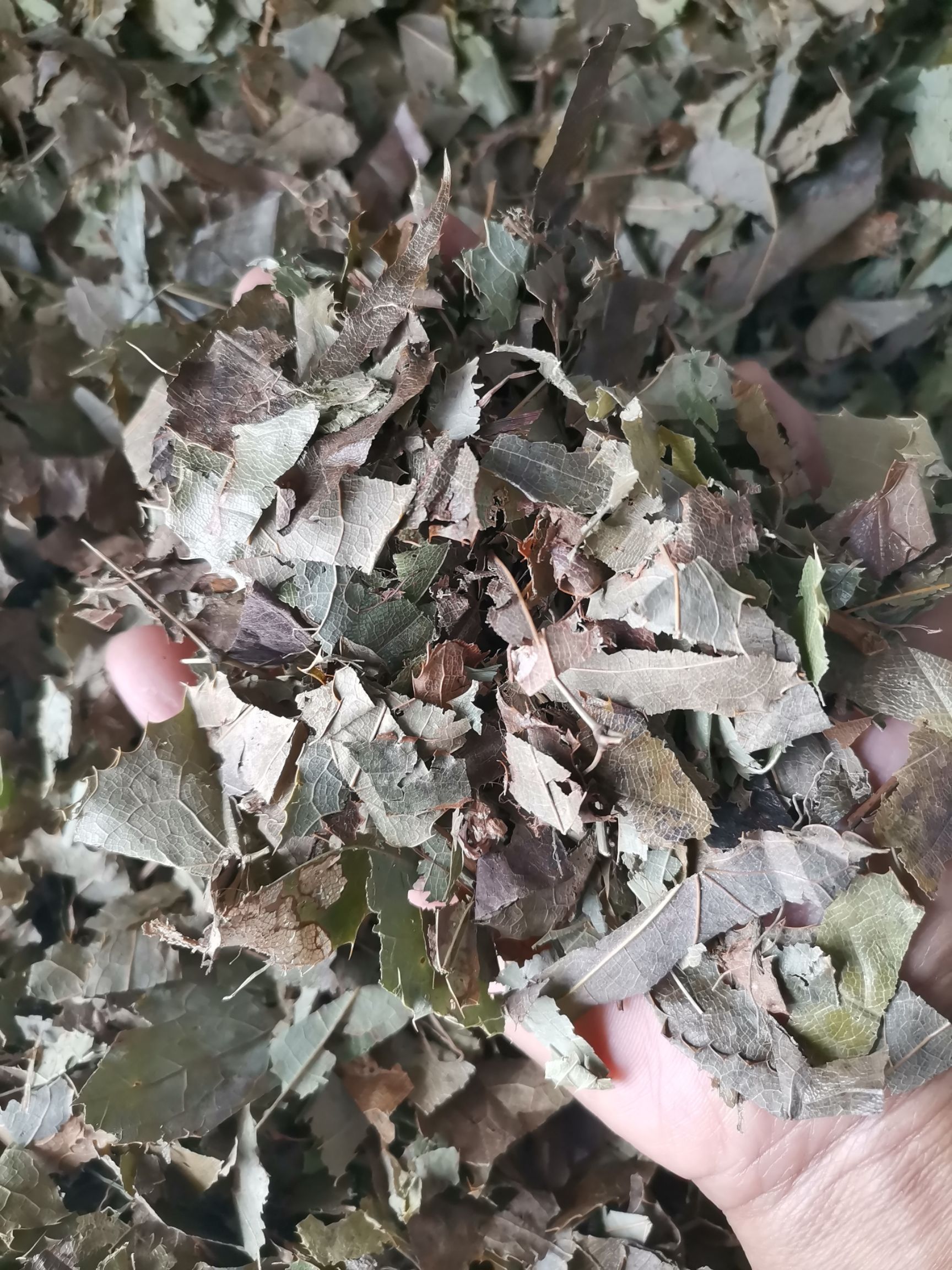 淫羊藿   东北   四川  甘肃  巫山  各种规格
