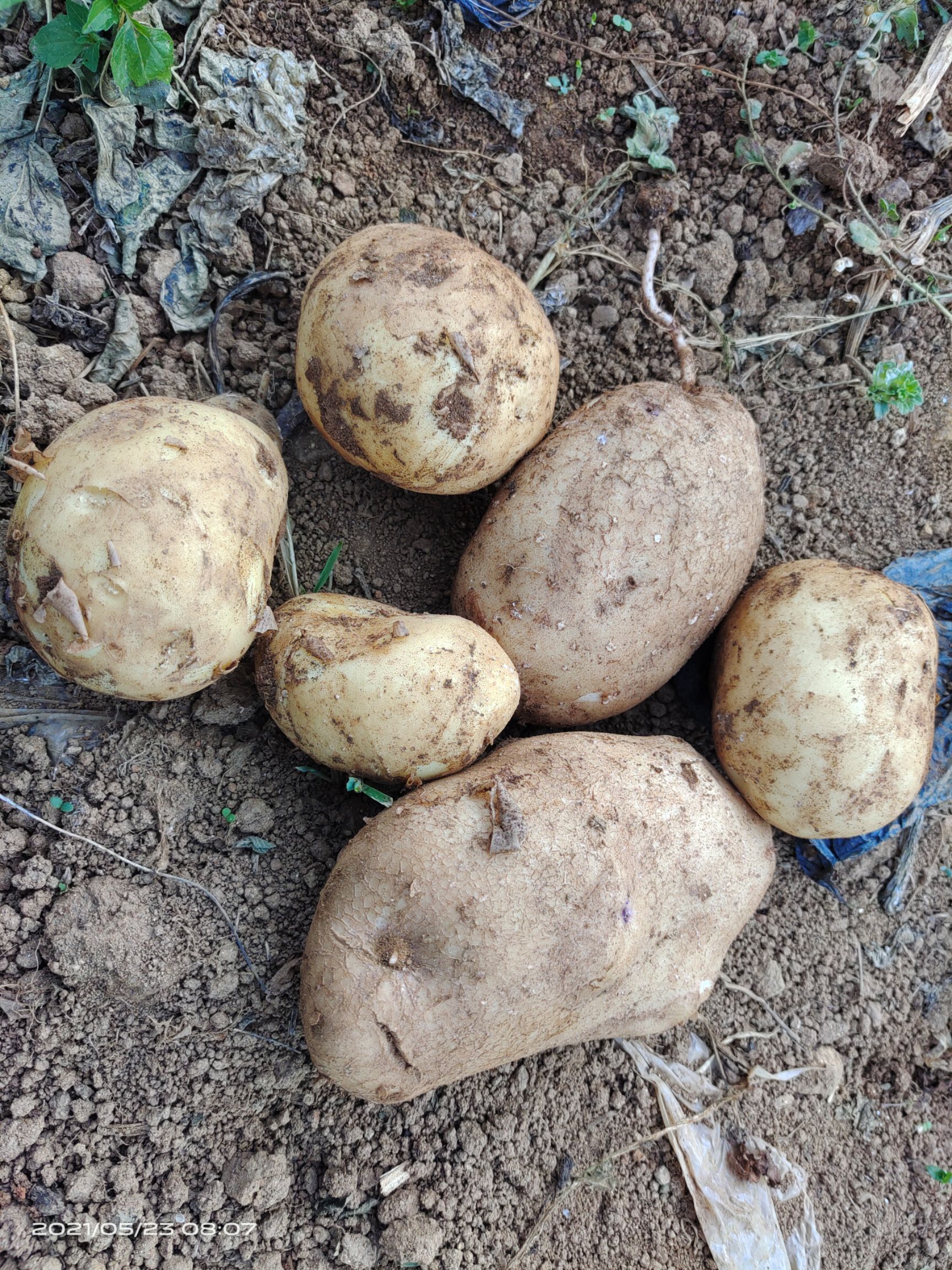 黄心土豆 高山土豆