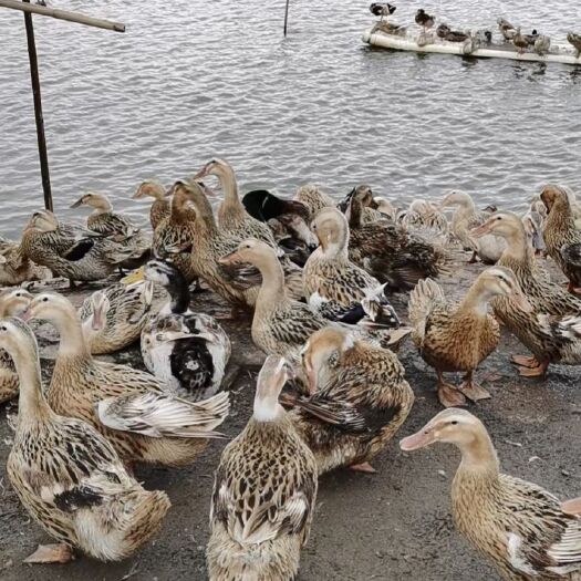 钦州 海水鸭 淘汰麻鸭 5.45均重 400天 1500