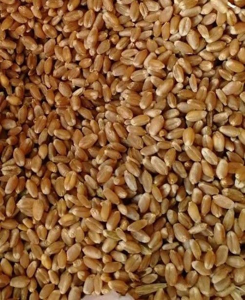 牙克石市红麦 红小麦龙脉33，35，36，39。品种好麦筋高。欢迎选购。