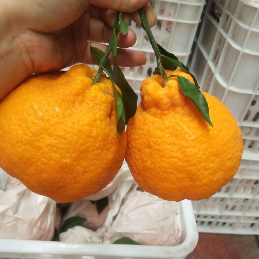 丹棱县耙耙柑，不知火大量供货