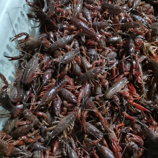 洪湖市 深水小龙虾