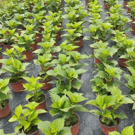 惠水县 绣球16杯