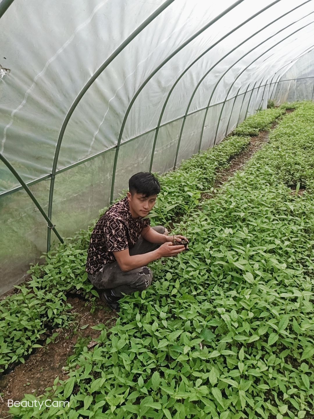 蜘蛛果苗  红果参基地提供优质杯苗